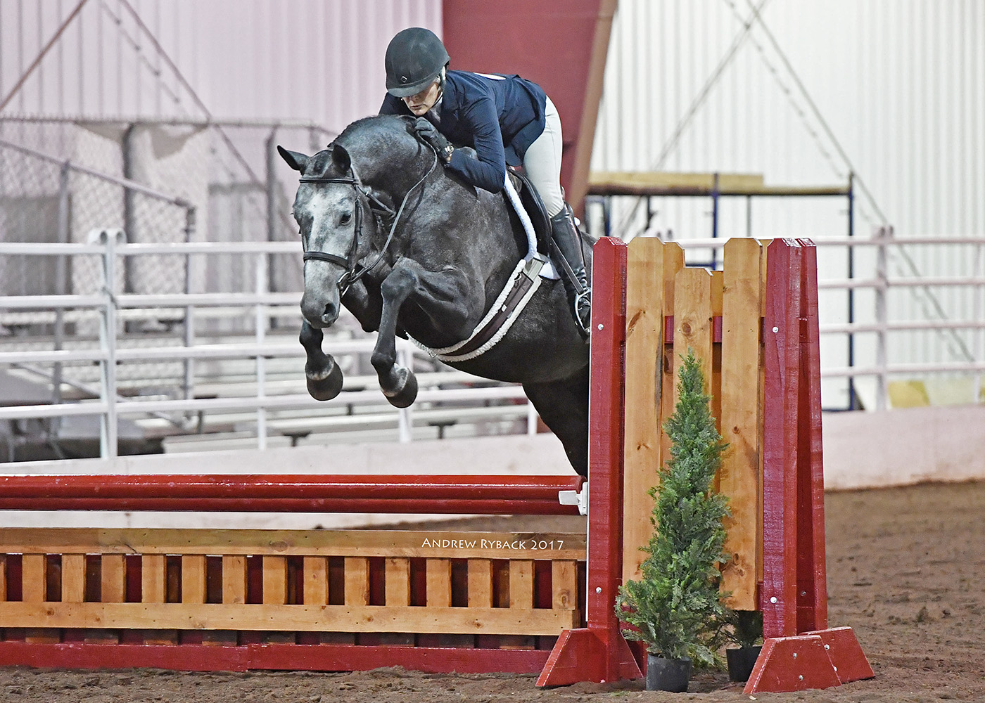 Arrow European sporthorses for sale